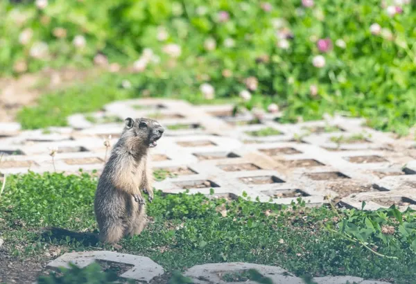 Pest Control Redwood Meadows